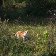 Lab_Mouse_4421