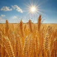 Wheat-Madz