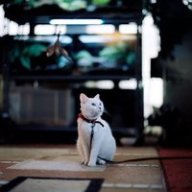 Lee_37