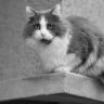 ChicagoChonk