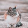 Clean_Buddy