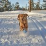 Witty_Log