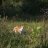 Lab_Mouse_4421