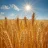 Wheat-Madz