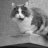ChicagoChonk