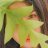 Sunny-Girl