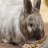 Fox_Log