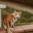 FoxIRL641